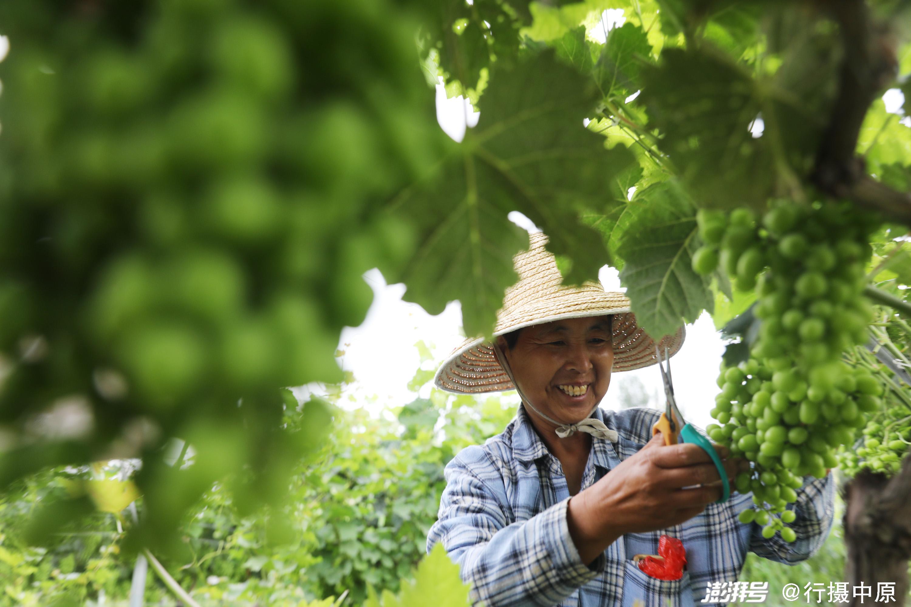 龙胜县富硒水果(富硒果园)-硒宝网