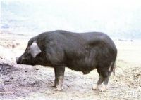 恩施最富硒产品