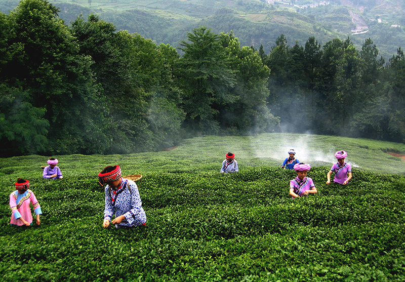 采摘硒茶。