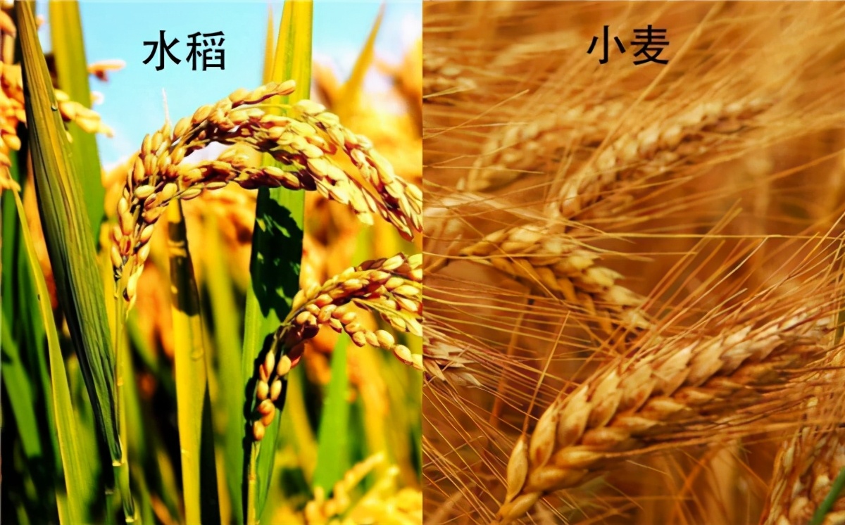 赵其国与硒产品