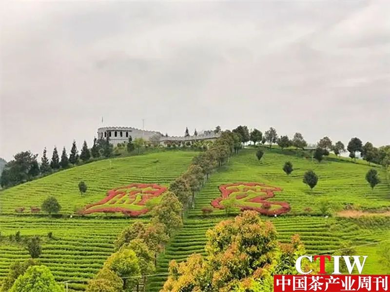 开阳县富硒茶产业年产值近15.8亿元，实现年户均增收1.2万元！