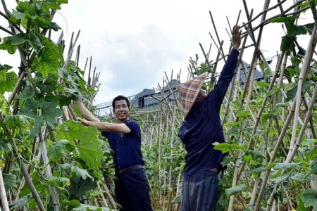 手摇薯塔机价格
