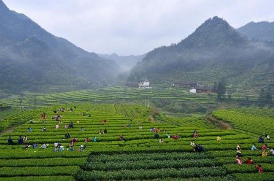 恩施富硒茶属于什么茶_有什么副作用？