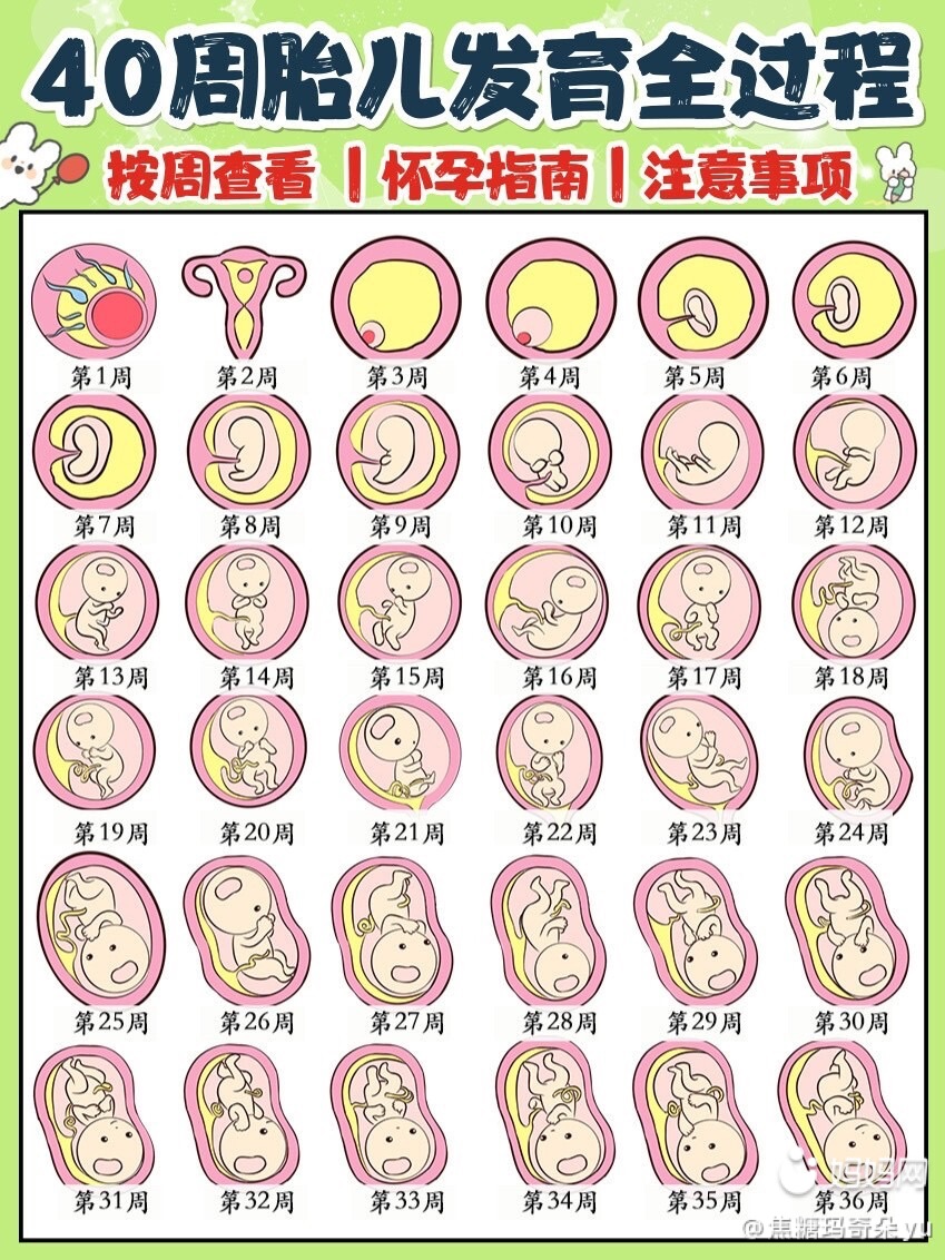 伊分子锌硒宝价格