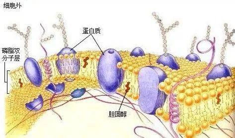 扁平疣需要补硒吗