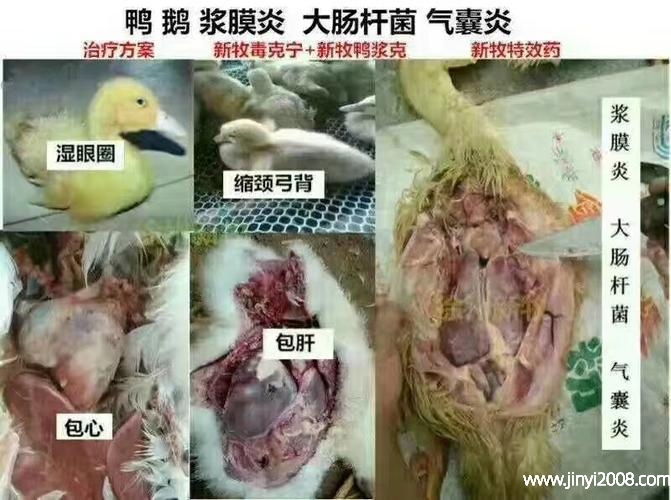 补多了硒会怎么样(补硒会引起哪些疾?。?硒宝网