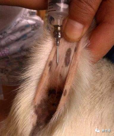 母猪补硒补几毫升