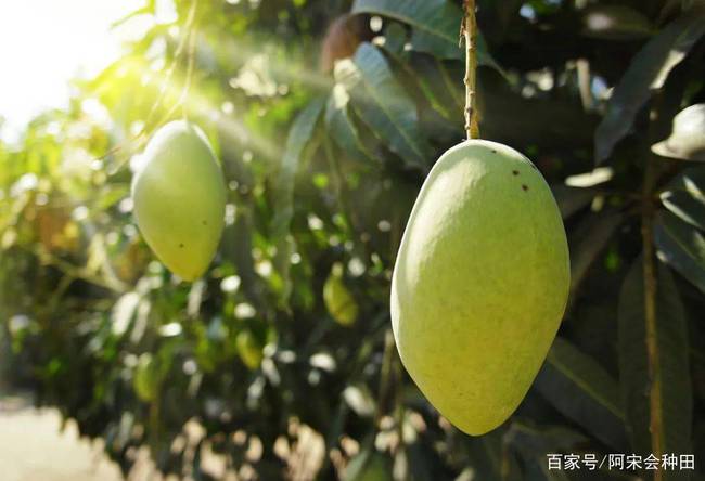 果树补硒产品价钱
