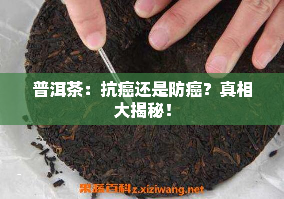 普洱茶：抗癌还是防癌？真相大揭秘！