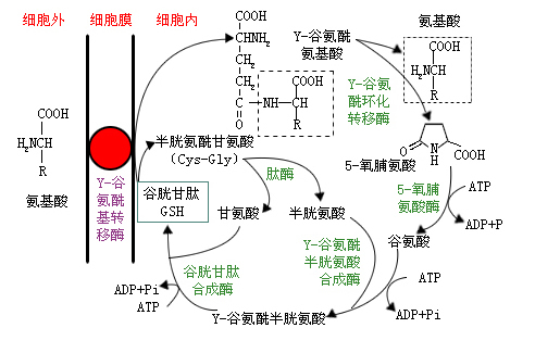 血清硒偏低怎么补