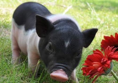 补硒引起眼睛水肿(眼睛水肿是因为肾不好吗)-硒宝网