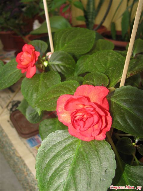 补硒?；す钡囊? /></p>
<p>hCn野生菌之家_菌贝网_蘑菇,食用菌,提供菌类的价格功效等知识</p>
<p>您好，首先，感谢问答小组邀请我来回答这个问题，我是吕薇，是一名专业的营养师。维生素C中国人在人类与病毒的抗争上充当着关键性的角色。中国人口众多而且居住密集，是病毒最容易传染的地区，也是受病毒残害最深的地区。 维生素C功效：1、胶原蛋白的合成： 胶原蛋白的合成需要维生素C参加。所以VC缺乏 ，胶原蛋白不能正常合成，导致细胞连接障碍。hCn野生菌之家_菌贝网_蘑菇,食用菌,提供菌类的价格功效等知识</p>
<p>人体由细胞组成，细胞靠细胞间质把它们联系起来，细胞间质的关键成分是胶原蛋白。胶原蛋白占身体蛋白质的1/3，生成结缔组织，构成身体骨架。如骨骼、血管、韧带等，决定了皮肤的弹性，?；ご竽?，并且有助于人体创伤的愈合。2、治疗坏血?。?血管壁的强度和VC有很大关系。微血管是所有血管中最细小的，管壁可能只有一个细胞的厚度，其强度、弹性是由负责连接细胞具有胶泥作用的胶原蛋白所决定。hCn野生菌之家_菌贝网_蘑菇,食用菌,提供菌类的价格功效等知识</p>
<p>当体内VC不足，微血管容易破裂，血液流到邻近组织。这种情况在皮肤表面发生，则产生淤血、紫癍；在体内发生则引起疼痛和关节涨痛。严重情况在胃、肠道、鼻、肾脏及骨膜下面均可有出血现象，乃至死亡。3、预防牙龈萎缩、出血： 健康的牙床紧紧包住每一颗牙齿。牙龈是软组织，当缺乏蛋白质、钙、VC时易产生牙龈萎缩、出血。hCn野生菌之家_菌贝网_蘑菇,食用菌,提供菌类的价格功效等知识</p>
<p>4、预防动脉硬化： 可促进胆固醇的排泄，防止胆固醇在动脉内壁沉积，甚至可以使沉积的粥样斑块溶解。但是单纯服用维生素C并不能使斑块溶解。5、抗氧化剂： 可以?；て渌寡趸?，如维生素A、维生素E、不饱和脂肪酸，防止自由基对人体的伤害。 6、促进铁的吸收和转换率： 使难以吸收利用的三价铁还原成二价铁，促进肠道对铁的吸收，提高肝脏对铁的利用率，有助于治疗缺铁性贫血。hCn野生菌之家_菌贝网_蘑菇,食用菌,提供菌类的价格功效等知识</p>
<p>7、防癌： 丰富的胶原蛋白有助于防止癌细胞的扩散；VC的抗氧化作用可以抵御自由基对细胞的伤害防止细胞的变异；阻断亚硝酸盐和仲胺形成强致癌物亚硝胺。曾有人对因癌症死亡病人解剖发现病人体内的VC含量几乎为零。8、?；ぷ饔茫?在人的生命活动中，谷胱甘肽和酶保证细胞的完整性和新陈代谢的正常进行至关重要。 9、酶：谷胱甘肽是由谷氨酸、胱氨酸和甘氨酸组成的短肽，在体内有氧化还原作用。hCn野生菌之家_菌贝网_蘑菇,食用菌,提供菌类的价格功效等知识</p>
<p>它有两种存在形式，即氧化型和还原型，还原型对保证细胞膜的完整性起重要作用。VC是一种强抗氧化剂，其本身被氧化，而使氧化型谷胱甘肽还原为还原型谷胱甘肽，从而发挥抗氧化作用。 10、提高人体的免疫力：白细胞含有丰富的VC，当机体感染时白细胞内的VC急剧减少。VC可增强中性粒细胞的趋化性和变形能力，提高杀菌能力。hCn野生菌之家_菌贝网_蘑菇,食用菌,提供菌类的价格功效等知识</p>
<p>11、提高机体的应急能力： 人体受到异常的刺激，如剧痛、寒冷、缺氧、精神强刺激，会引发抵御异常刺激的紧张状态。该状态伴有一系列身体，包括交感神经兴奋、肾上腺髓质和皮质激素分泌增多。肾上腺髓质所分泌的肾上腺素和去甲肾上腺素是有酪氨酸转化而来，在此过程需要VC的参与。 维生素E 维生素E（Vitamin E）是一种脂溶性维生素，其水解产物为生育酚，是最主要的抗氧化剂之一。hCn野生菌之家_菌贝网_蘑菇,食用菌,提供菌类的价格功效等知识</p>
<p>生育酚能促进性激素分泌，使男子精子活力和数量增加；使女子雌性激素浓度增高，提高生育能力，预防流产，还可用于防治男性不育症、烧伤、冻伤、毛细血管出血、更年期综合症、美容等方面。近来还发现维生素E可抑制眼睛晶状体内的过氧化脂反应，使末梢血管扩张，改善血液循环，预防近视眼发生和发展。 维生素E苯环上的酚羟基被乙酰化， 酯水解为酚羟基后为生育酚。hCn野生菌之家_菌贝网_蘑菇,食用菌,提供菌类的价格功效等知识</p>
<p>人们常误认为维生素E就是生育酚。 维生素E的主要功效： 1、有效减少皱纹的产生，保持青春的容貌。 2、减少细胞耗氧量，使人更有耐久力，有助减轻腿抽筋和手足僵硬的状况。 3、抗氧化?；せ逑赴馐茏杂苫亩竞?。 4、改善脂质代谢，预防冠心病、动脉粥样硬化。 5、抗衰老和抗癌，预防器质性衰退疾病的佳品。 6、预防炎症性皮肤病、脱发症。hCn野生菌之家_菌贝网_蘑菇,食用菌,提供菌类的价格功效等知识</p>
<p>7、改善性冷淡、月经不调、不孕。 8、身体内保护器官强力抗氧化剂。 9、抑制脂质过氧化及形成自由基。 10、调整荷尔蒙、活化脑下垂体。 11、预防治疗甲状腺疾病。（甲状腺分泌过量或过少） 12、改善血液循环、?；ぷ橹?、降低胆固醇、预防高血压。 13、维生素E是一种很重要的血管扩张剂和抗凝血剂。 14、预防与治疗静脉曲张。hCn野生菌之家_菌贝网_蘑菇,食用菌,提供菌类的价格功效等知识</p>
<p>15、防止血液的凝固，减少斑纹组织的产生。 16、降低细胞需要氧量，维持生命力、耐力、持久力。 17、强化肝细胞膜、保护肺泡细胞，降低肺部及呼吸系统遭受感染的几率。 18、?；てし裘馐茏贤庀吆臀廴镜纳撕?，减少疤痕与色素的沉积。 19、加速伤口的愈合。 20、可以参与细胞DNA的合成。 21、对激素的合成有重要作用。hCn野生菌之家_菌贝网_蘑菇,食用菌,提供菌类的价格功效等知识</p>
<p>维生素E适用人群： 1、体内营养不足、肌体缺乏活力、内分泌紊乱的人群。 2、体质虚弱、多病、早衰、肿瘤患者及化疗中的人群。 3、关节炎、皮肤炎、色斑患者。 4、性欲低下、月经不调、不孕人群。 5、需要保养的人士。 维生素E的服用方法： 人体正常需要量：成人的建议每日摄取量是8～10IU 一天摄取量的60%～70%将随着排泄物排出体外。hCn野生菌之家_菌贝网_蘑菇,食用菌,提供菌类的价格功效等知识</p>
<p>维生素E和其他脂溶性维生素不一样，在人体内贮存的时间比较短；医学专家认为，大剂量服用指每日400毫克以上，长期服用指连续服用6个月以上。一般饮食中所含维生素E，完全可以满足人体的需要。因此，老年人长期服用维生素E不仅是不需要的，而且是不安全的，还能产生副作用。 维生素E服用会出现的过量反应： 美国医学专家罗伯特提出忠告：长期服用大剂量维生素E可引起各种疾病。hCn野生菌之家_菌贝网_蘑菇,食用菌,提供菌类的价格功效等知识</p>
<p>其中较严重的有：血栓性静脉炎或肺栓塞，或两者同时发生，这是由于大剂量维生素E可引起血小板聚集和形成；血压升高，停药后血压可以降低或恢复正常；男女两性均可出现乳房肥大、头痛、头晕、眩晕、视力模糊、肌肉衰弱、皮肤豁裂、唇炎、口角炎、荨麻疹；糖尿病或心绞痛症状明显加重；激素代谢紊乱，凝血酶原降低；血中胆固醇和甘油三酯水平升高；血小板增加与活力增加及免疫功能减退。hCn野生菌之家_菌贝网_蘑菇,食用菌,提供菌类的价格功效等知识</p>
<p>成人服用相对大剂量的维生素E（右旋-α-生育酚400~800mg/d）经年累月而无任何明显损害。服用800~3200mg/d者，偶尔会出现肌肉衰弱，疲劳，呕吐和腹泻。维生素E</p>
<p>文章TAG：硒维e和姬松茸可以同时吃吗HPV入侵宫颈有7征兆姬松茸可以同时</p>										<div   id="zptmy5zary"   class="single-copyright">
						版权声明：本文为互联网用户自发贡献的内容，其中观点及相关内容仅代表作者本人。本网站仅提供信息存储空间服务，不拥有这些内容的所有权，并且不承担任何法律责任。如果发现本网站上有涉嫌侵权或违法违规的内容，请立即联系我们的客服QQ：6532516以便进行及时清除。					</div>
									</div>
                <div   id="zptmy5zary"   class="mb-default clearfix">
										<a class="float-left btn btn-outline-default mr-small" href="http://www.jkassets.cn/tag/%e8%a1%a5%e7%a1%92%e4%bf%9d%e6%8a%a4%e5%ae%ab%e9%a2%88%e7%9a%84%e8%8d%af/">补硒?；す钡囊?/a>
									</div>          
				<div   id="zptmy5zary"   class="log-neighbor clearfix">
					<a href="http://www.jkassets.cn/34152.html" rel="prev"><span>上一篇：</span>补硒会不会牙疼呢（补牙疼还是洗牙疼）</a>					<a href="http://www.jkassets.cn/34155.html" rel="next"><span>下一篇：</span>化疗不想吃饭补硒（吃饭补想化疗硒片能吃吗）</a>				</div>
                <div   id="zptmy5zary"   class="log-readmore">
					<h5 class="page-header">继续阅读</h5>
					<ul>
					<li><span id="zptmy5zary"    class="page-dot"></span>暂无推荐</li>					</ul>
				</div>
            </div>
        </div>
<div   id="zptmy5zary"   class="col-right d-none d-lg-block">
		<div   id="zptmy5zary"   class="sidebar-box">
		<h4 class="sidebar-title">随机文章</h4>
		<div   id="zptmy5zary"   class="sidebar-log">
			<ul>
								<li><a href="http://www.jkassets.cn/30136.html" target="_blank">湖南产富硒黑茶（安化黑茶富硒）</a></li>
								<li><a href="http://www.jkassets.cn/44742.html" target="_blank">孕妇几个月补钙（孕妇补充钙）</a></li>
								<li><a href="http://www.jkassets.cn/50804.html" target="_blank">高血糖需要补硒吗吗（血糖补高需要硒片吗）</a></li>
								<li><a href="http://www.jkassets.cn/26714.html" target="_blank">吸烟补硒可以吗（吸烟补硒可以长头发吗）</a></li>
								<li><a href="http://www.jkassets.cn/67011.html" target="_blank">紫阳富硒茶有什么品牌（紫阳富硒茶的竞争对手）</a></li>
								<li><a href="http://www.jkassets.cn/49690.html" target="_blank">补硒属于广告违禁词（补硒属于广告违禁词）</a></li>
								<li><a href="http://www.jkassets.cn/22826.html" target="_blank">几个月补钙最合适（补钙最佳）</a></li>
								<li><a href="http://www.jkassets.cn/4526.html" target="_blank">仁风富硒西瓜（仁风富硒西瓜功效）</a></li>
								<li><a href="http://www.jkassets.cn/47200.html" target="_blank">补硒治愈癌症的案例（癌症病人补硒的骗局）</a></li>
								<li><a href="http://www.jkassets.cn/33908.html" target="_blank">孕妇需要补硒元素（孕妇补元素需要硒多少）</a></li>
							</ul>
		</div>
	</div>
			<div   id="zptmy5zary"   class="sidebar-box js_asd_bottom">
		<div   id="zptmy5zary"   class="sidebar-custom">
			<a href="" rel="nofollow" target="_blank">
				<img src="http://www.jkassets.cn/wp-content/uploads/2023/12/1593602619028180.jpg"></a>
		</div>

	</div>
	</div>    </div>
</div>
 <div   id="zptmy5zary"   class="footer-wrap">
	<div   id="zptmy5zary"   class="container">
		<div   id="zptmy5zary"   class="row">
			<div   id="zptmy5zary"   class="col-12">
				
<a href="http://www.jkassets.cn/privacy-policy/">隐私政策</a>

								<a rel="nofollow"  target="_blank">陕ICP备2021015245号-4</a><a href="/sitemap.xml">网站地图</a>
								<span>© 硒宝网</span>
			</div>
		</div>
	</div>
</div>
<a class="page-backtop"><i class="fa fa-icon fa-angle-up"></i></a>
<script>
var swiper = new Swiper(