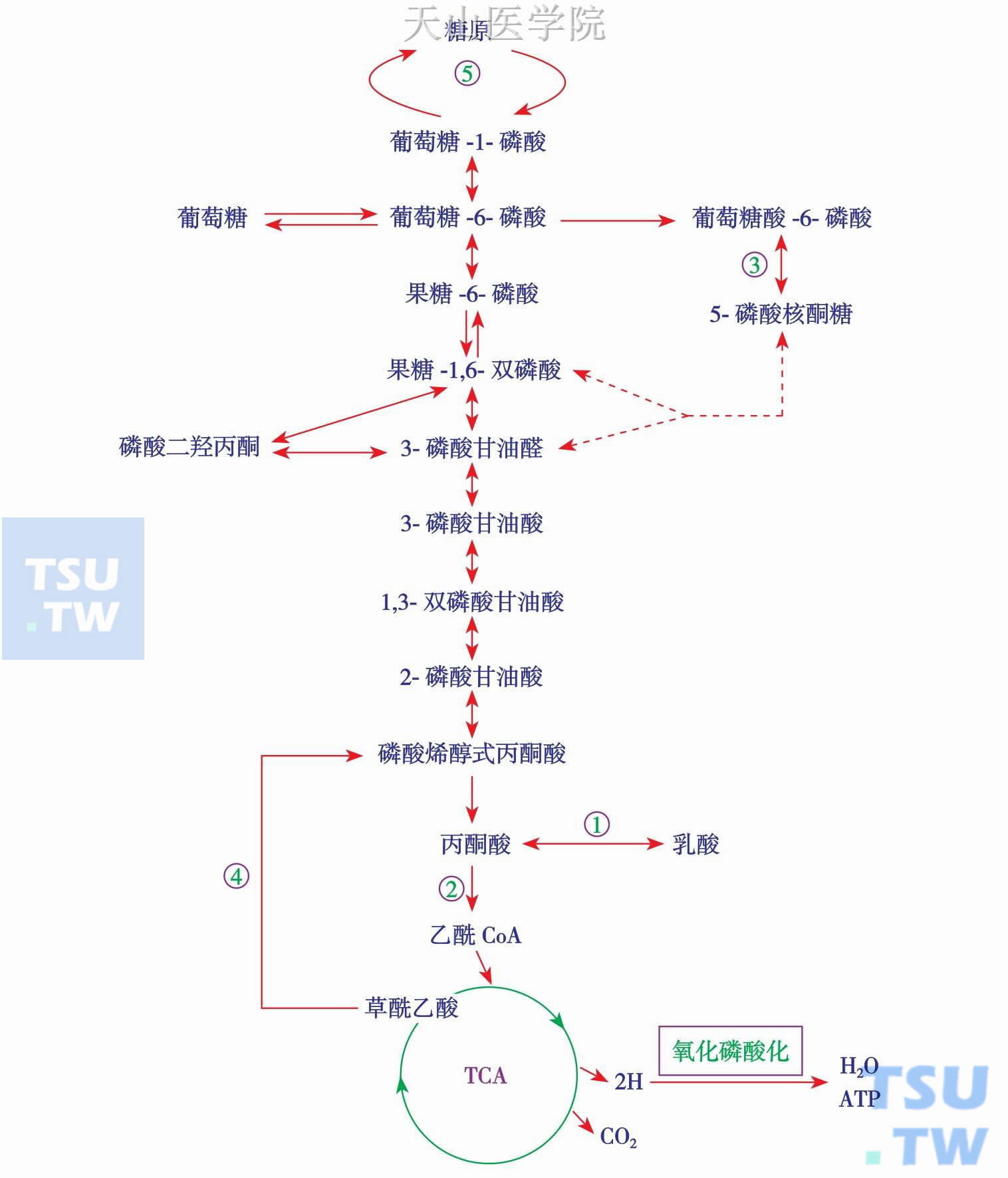 青少年补硒的作用