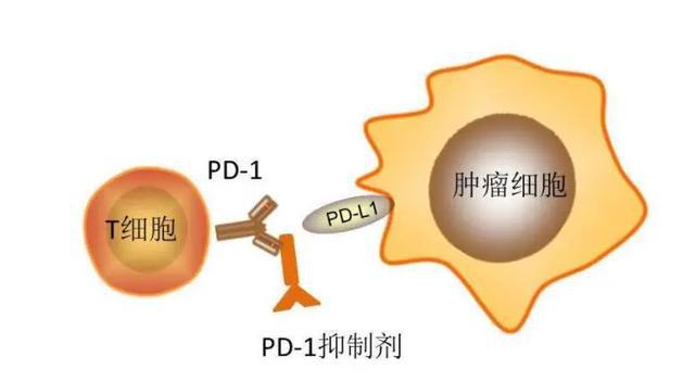 补硒对人体的作用