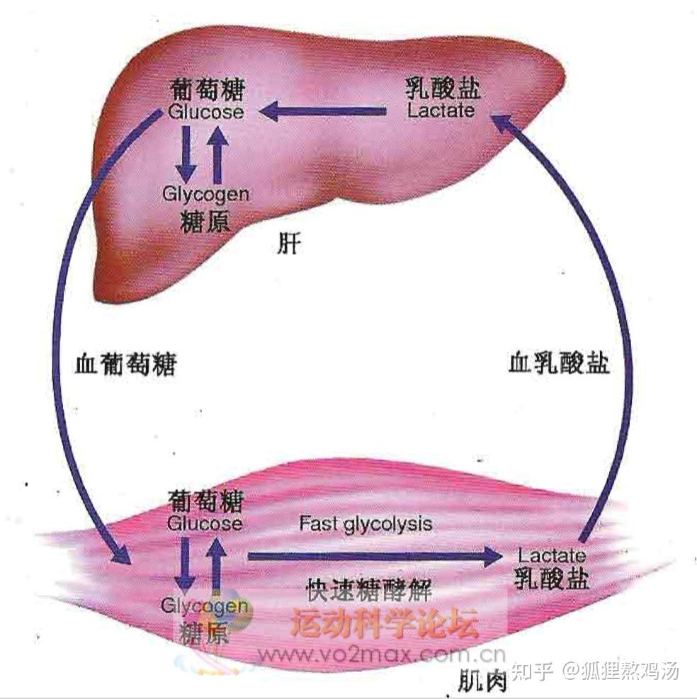 铁锌碘硒铜怎么补