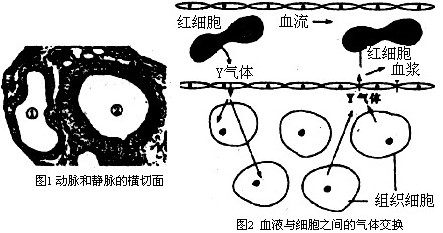血小板低补什么硒(补血小板低硒的食物)-硒宝网