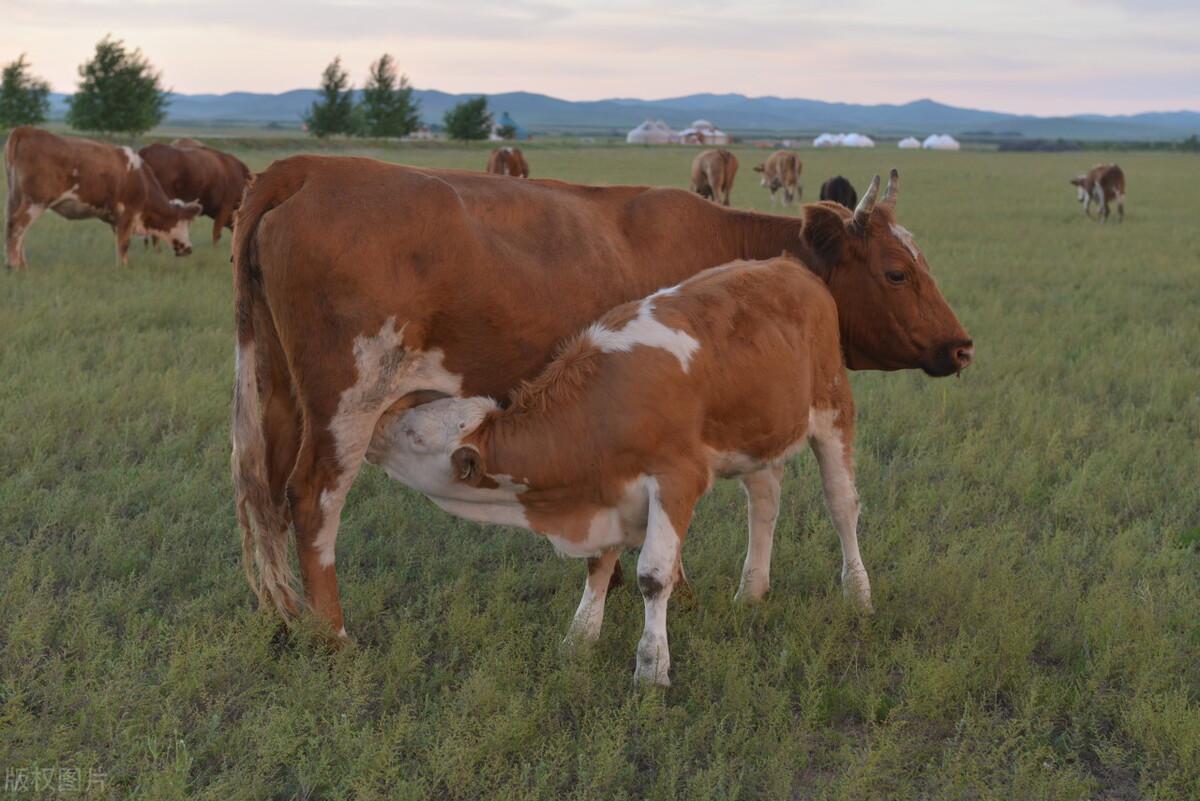 怀孕母牛产前补硒