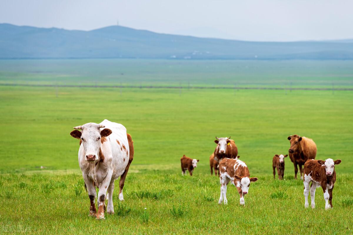 怀孕母牛产前补硒