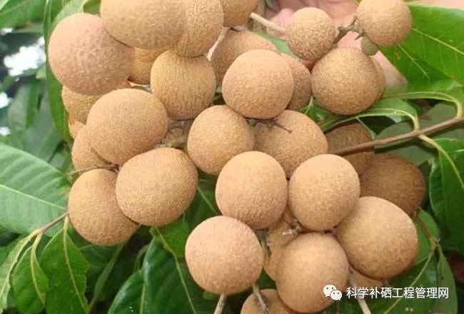 补硒的药哪种最好