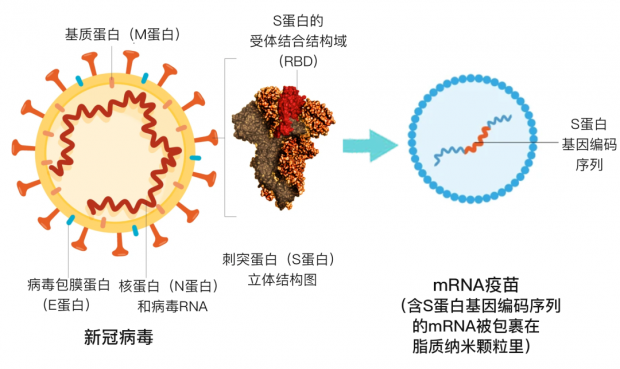 补硒预防新冠病毒(硒对新冠病毒的好处)-硒宝网