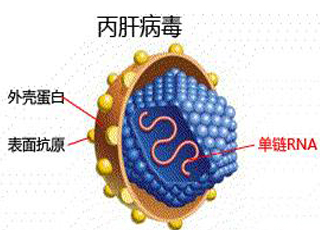 补硒抑制艾滋病毒