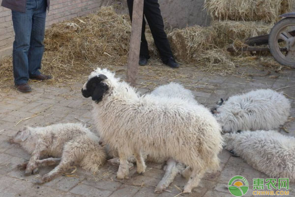 羔羊如何养殖才能又肥又壮？羔羊健壮养殖技术！-图片版权归惠农网所有