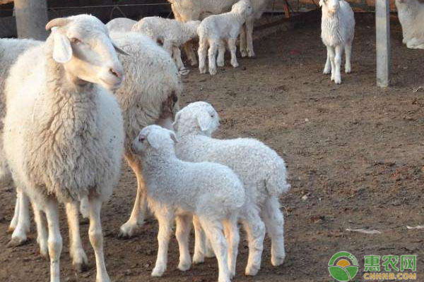 羔羊如何养殖才能又肥又壮？羔羊健壮养殖技术！-图片版权归惠农网所有