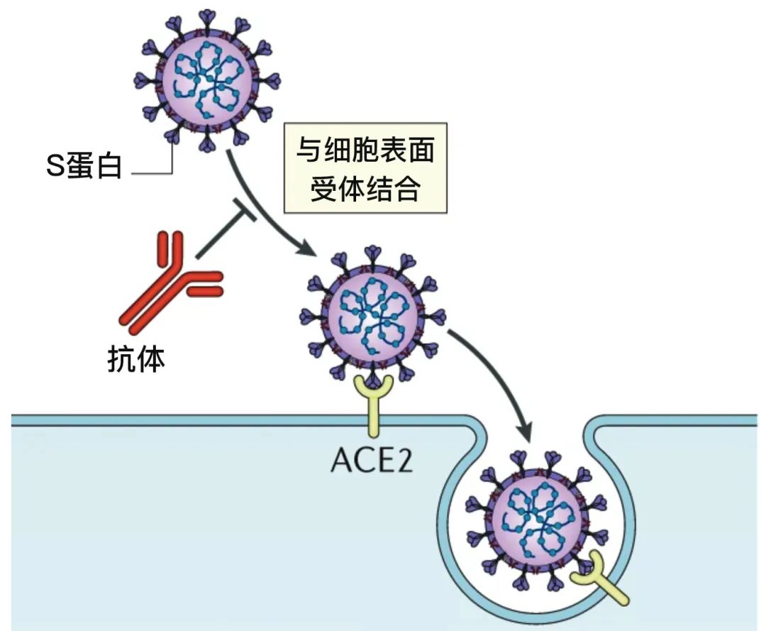 小孩儿补硒的作用