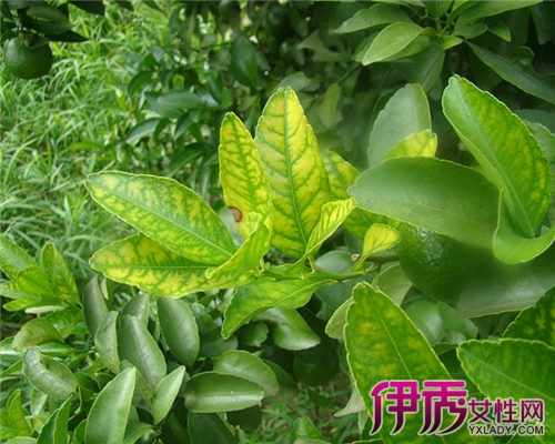 缺硒铜锌钙怎么补