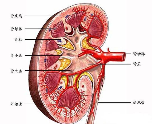 补硒能?；じ紊雎? /></p>
<p>4、?；ば难?。心血管事件是导致慢性肾脏病患者死亡的最重要因素，大部分慢性肾脏病患者最后都是死于心血管事件。硒能?；ぱ苣谄?，显著降低心血管事件的发生。这对改善慢性肾脏病患者的生活质量有重要价值。</p>
<p>作为一种必不可少的元素，硒的重要性在于它在人体中起着某些生物学作用：保护细胞免受氧化过程的影响，调节一些前列腺素新陈代谢途径，并降低血浆过氧化物的浓度。这些作用是由谷胱甘肽过氧化物酶(GSH-Px)来进行的。这是一种硒依靠酶，分布于全身组织，参与不同的活动。</p>
<p>因此，每个人在日常生活中都应当重视补硒，补硒具有预防各种疾病的功效</p>										<div   id="zptmy5zary"   class="single-copyright">
						版权声明：本文为互联网用户自发贡献的内容，其中观点及相关内容仅代表作者本人。本网站仅提供信息存储空间服务，不拥有这些内容的所有权，并且不承担任何法律责任。如果发现本网站上有涉嫌侵权或违法违规的内容，请立即联系我们的客服QQ：6532516以便进行及时清除。					</div>
									</div>
                <div   id="zptmy5zary"   class="mb-default clearfix">
										<a class="float-left btn btn-outline-default mr-small" href="http://www.jkassets.cn/tag/%e8%a1%a5%e7%a1%92%e8%83%bd%e4%bf%9d%e6%8a%a4%e8%82%9d%e8%82%be%e5%90%97/">补硒能?；じ紊雎?/a>
									</div>          
				<div   id="zptmy5zary"   class="log-neighbor clearfix">
					<a href="http://www.jkassets.cn/36175.html" rel="prev"><span>上一篇：</span>孕期需不需要补硒（孕期补需需要硒的食物）</a>					<a href="http://www.jkassets.cn/36177.html" rel="next"><span>下一篇：</span>男补精吃什么锌硒（补锌和硒对男性有哪些好处）</a>				</div>
                <div   id="zptmy5zary"   class="log-readmore">
					<h5 class="page-header">继续阅读</h5>
					<ul>
					<li><span id="zptmy5zary"    class="page-dot"></span>暂无推荐</li>					</ul>
				</div>
            </div>
        </div>
<div   id="zptmy5zary"   class="col-right d-none d-lg-block">
		<div   id="zptmy5zary"   class="sidebar-box">
		<h4 class="sidebar-title">随机文章</h4>
		<div   id="zptmy5zary"   class="sidebar-log">
			<ul>
								<li><a href="http://www.jkassets.cn/36576.html" target="_blank">安徽富硒产品品牌（安徽富硒品牌产品排名）</a></li>
								<li><a href="http://www.jkassets.cn/73933.html" target="_blank">心律失常补硒吃什么食物（硒对心律失常的关系）</a></li>
								<li><a href="http://www.jkassets.cn/39375.html" target="_blank">柳河富硒大米产地（吉林柳河富硒大米多少钱一斤）</a></li>
								<li><a href="http://www.jkassets.cn/17663.html" target="_blank">富硒大米营养（大米营养富硒吗）</a></li>
								<li><a href="http://www.jkassets.cn/52344.html" target="_blank">什么药最好补硒的药（补硒食补好还是药补好）</a></li>
								<li><a href="http://www.jkassets.cn/56272.html" target="_blank">富硒系列产品深加工（加工系列富硒产品）</a></li>
								<li><a href="http://www.jkassets.cn/77227.html" target="_blank">江津种植的富硒大米价格（富硒大米种植技术）</a></li>
								<li><a href="http://www.jkassets.cn/35732.html" target="_blank">中年人可以补硒吗（中年补硒人可以补钙吗）</a></li>
								<li><a href="http://www.jkassets.cn/29504.html" target="_blank">湖南有机富硒茶（湘西富硒茶）</a></li>
								<li><a href="http://www.jkassets.cn/40397.html" target="_blank">富硒大米有米香吗（富硒大米味道）</a></li>
							</ul>
		</div>
	</div>
			<div   id="zptmy5zary"   class="sidebar-box js_asd_bottom">
		<div   id="zptmy5zary"   class="sidebar-custom">
			<a href="" rel="nofollow" target="_blank">
				<img src="http://www.jkassets.cn/wp-content/uploads/2023/12/1593602619028180.jpg"></a>
		</div>

	</div>
	</div>    </div>
</div>
 <div   id="zptmy5zary"   class="footer-wrap">
	<div   id="zptmy5zary"   class="container">
		<div   id="zptmy5zary"   class="row">
			<div   id="zptmy5zary"   class="col-12">
				
<a href="http://www.jkassets.cn/privacy-policy/">隐私政策</a>

								<a rel="nofollow"  target="_blank">陕ICP备2021015245号-4</a><a href="/sitemap.xml">网站地图</a>
								<span>© 硒宝网</span>
			</div>
		</div>
	</div>
</div>
<a class="page-backtop"><i class="fa fa-icon fa-angle-up"></i></a>
<script>
var swiper = new Swiper(