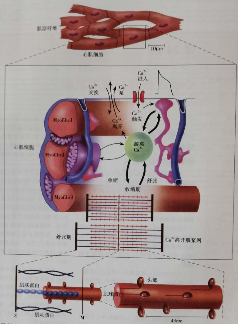 扩张型心肌病补硒