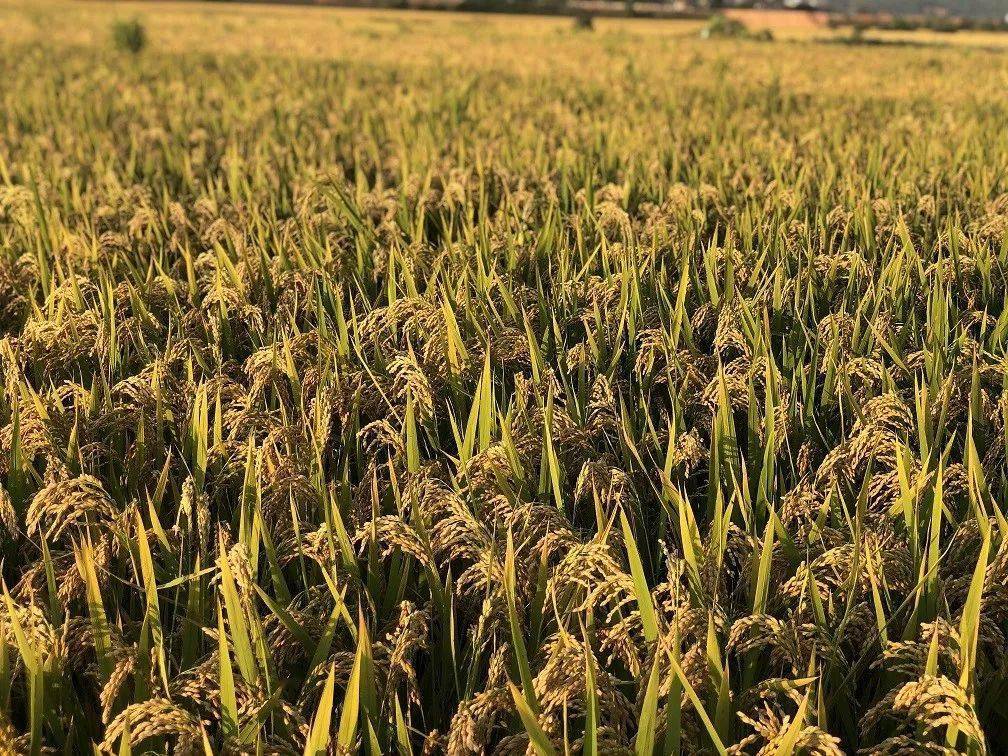 富硒地和富硒产品(富硒产品厂家)-硒宝网