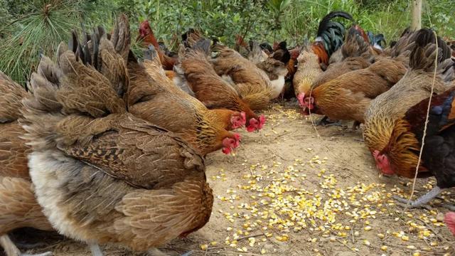 广西富硒产品数据(广西富硒产品有哪些)-硒宝网