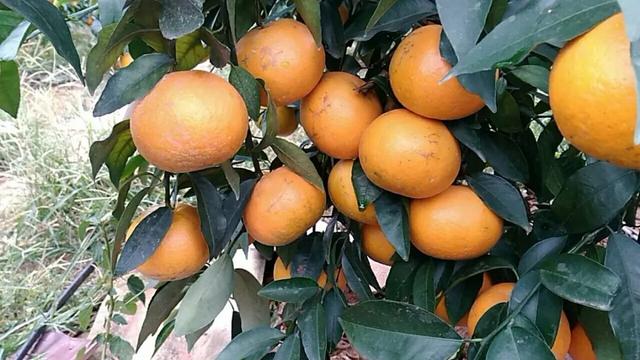 广西富硒产品数据(广西富硒产品有哪些)-硒宝网