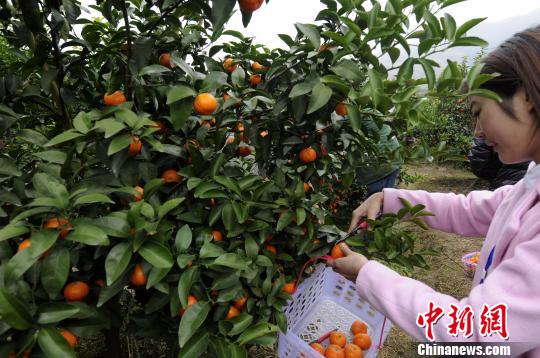 富硒养生农产品坊（富硒养生锅骗局温汤镇）-硒宝网