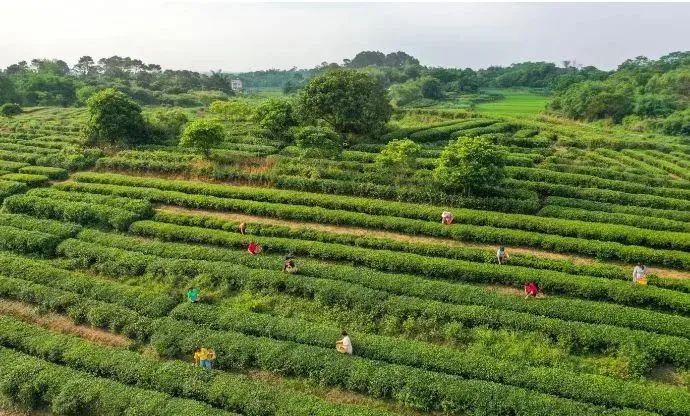 富硒茶标准化生产