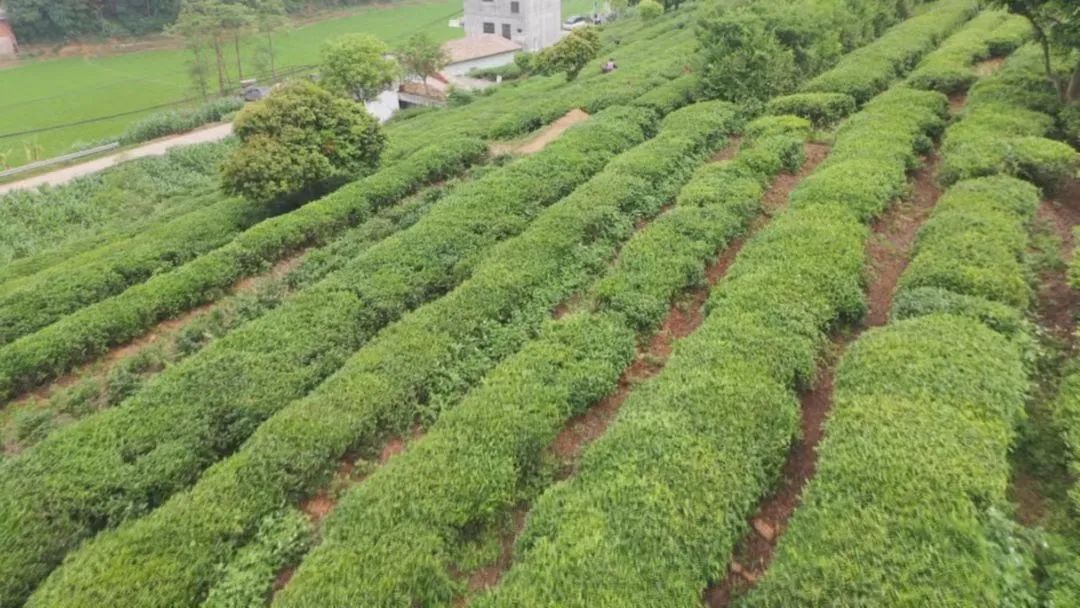 富硒茶标准化生产