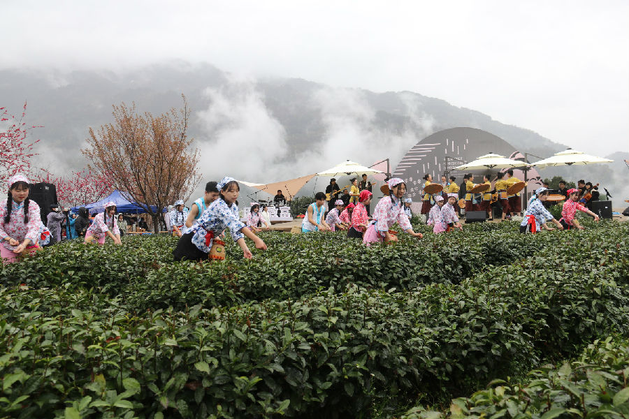 安康紫阳茶富硒茶