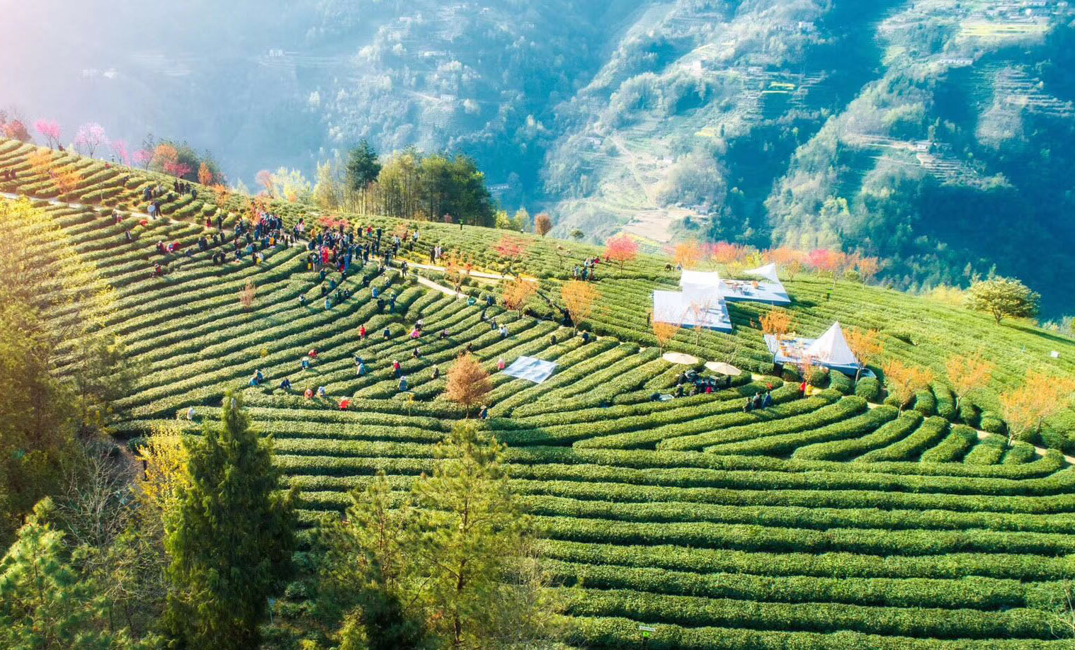 紫阳富硒茶汉中茶