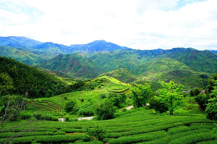 保靖黄金茶富硒茶