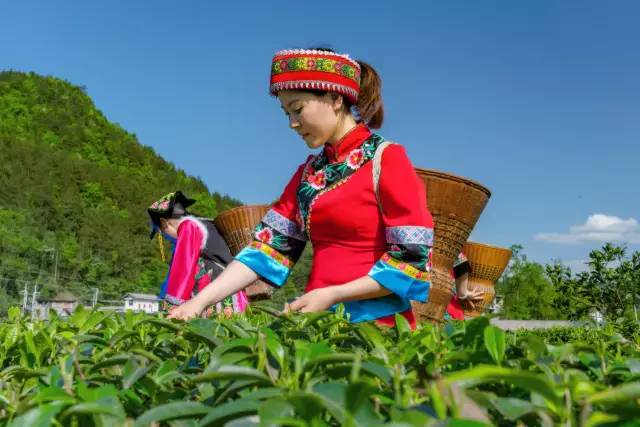 安康富硒茶清明茶