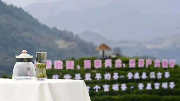 安康富硒茶 脱贫