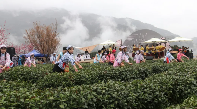 春之茶紫阳富硒茶