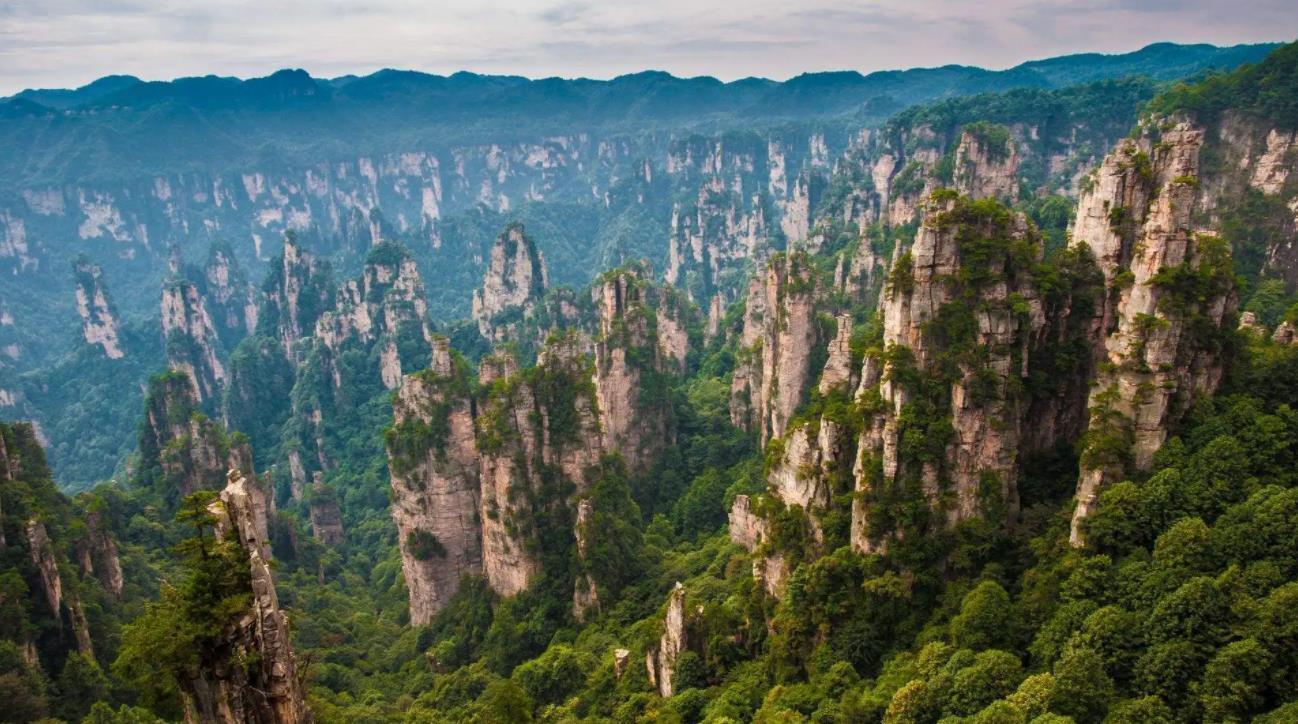 正宗土家富硒莓茶(茶莓是什么)-硒宝网