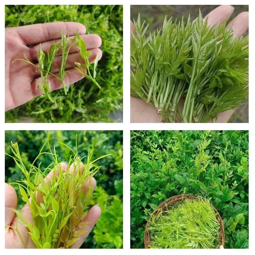 正宗土家富硒莓茶(茶莓是什么)-硒宝网