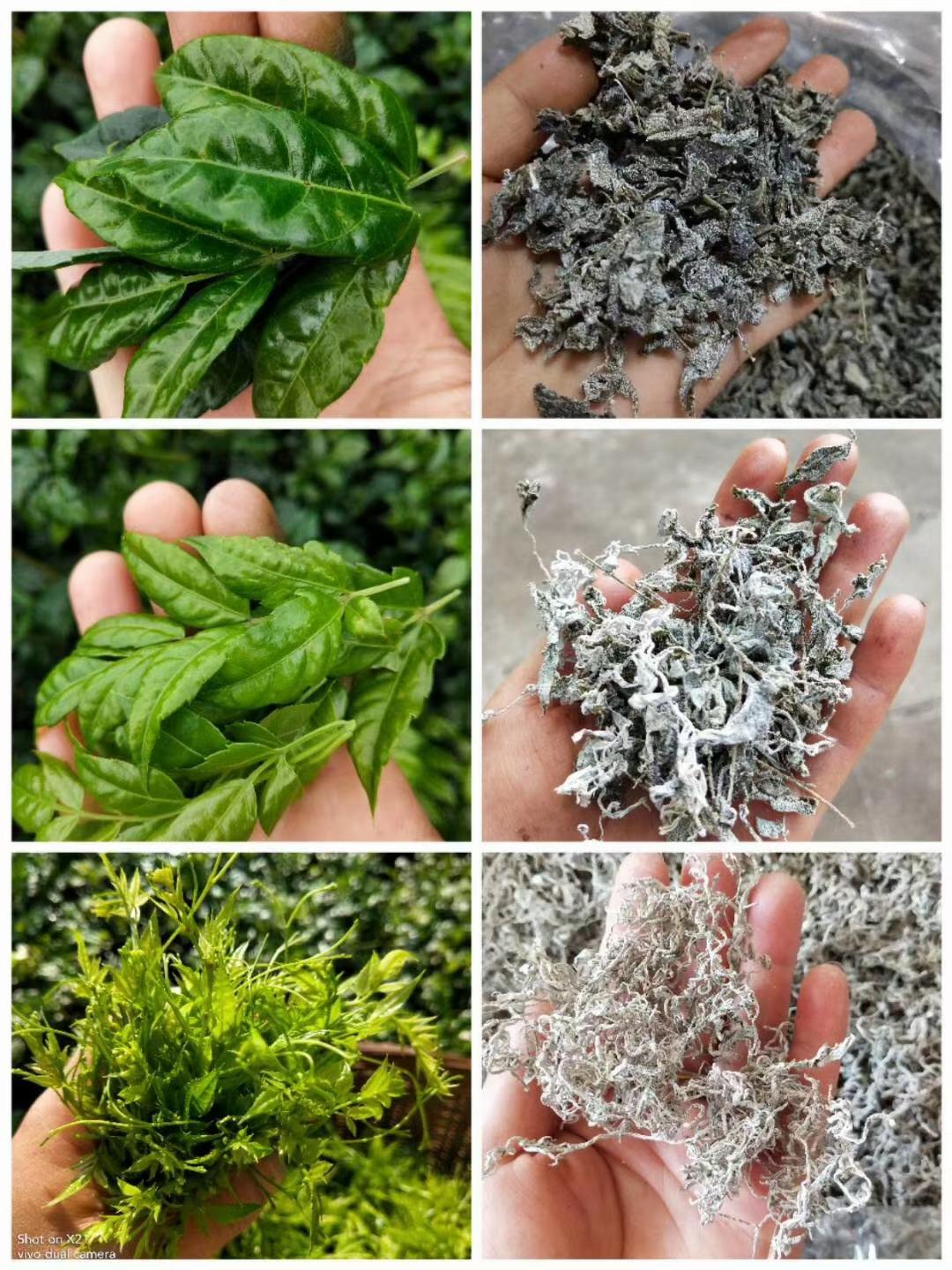 正宗土家富硒莓茶(茶莓是什么)-硒宝网