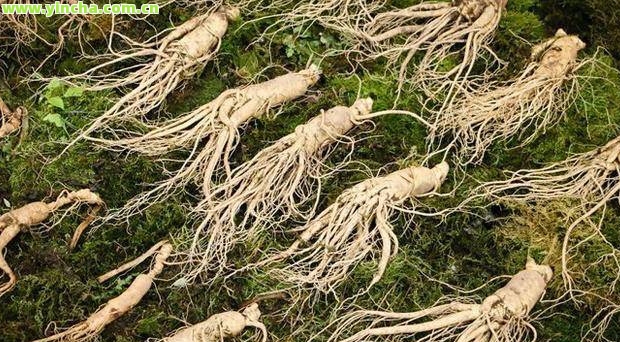 富硒藤茶：真实存在还是虚假宣传？如何正确饮用及植物来源解析