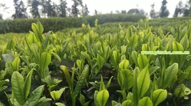 富硒藤茶：真实存在还是虚假宣传？如何正确饮用及植物来源解析