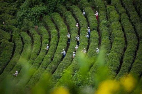 安康富硒茶的特点