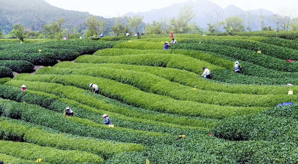 颜色发白的富硒茶